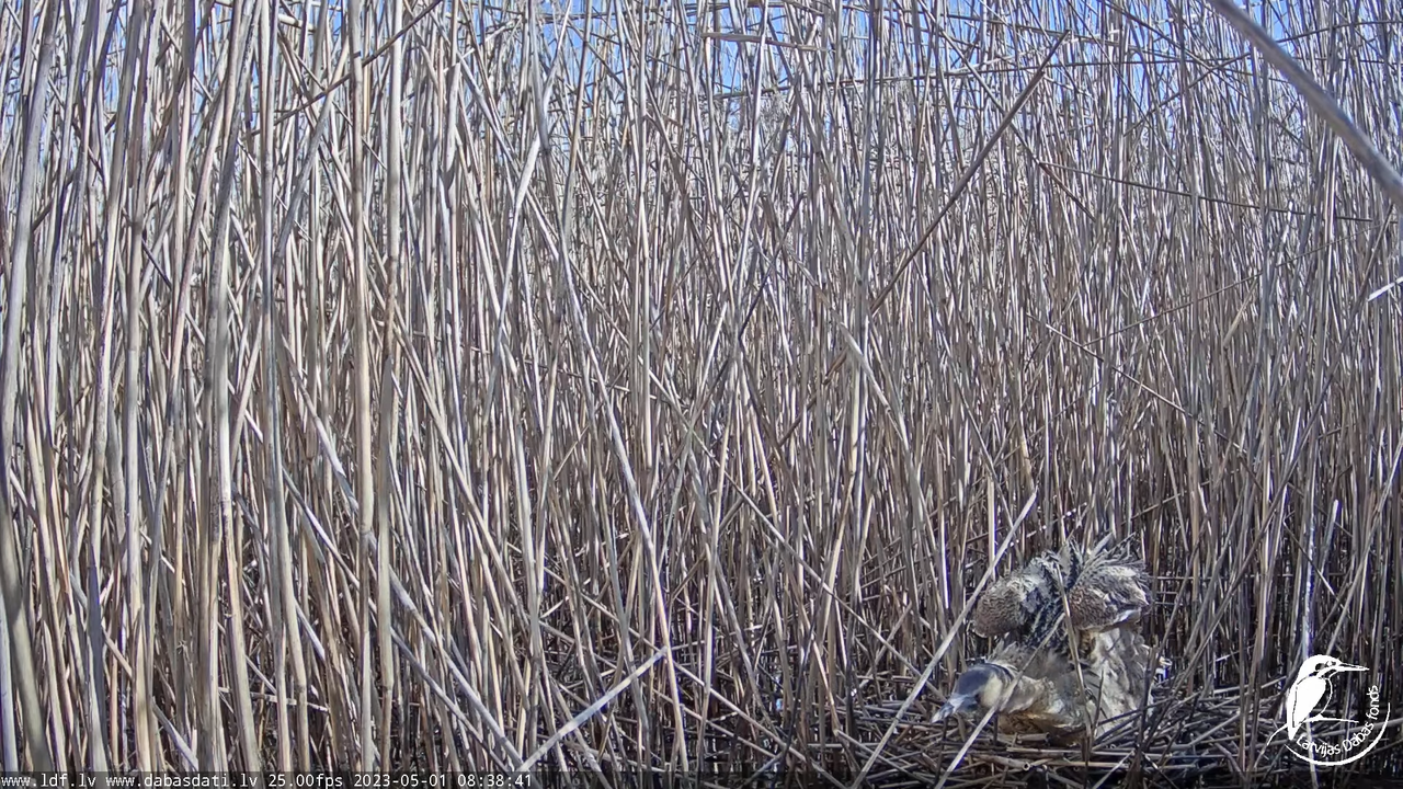 Lielais dumpis (Botaurus stellaris) Engurē - LDF tiešraide 11-22-31 screenshot