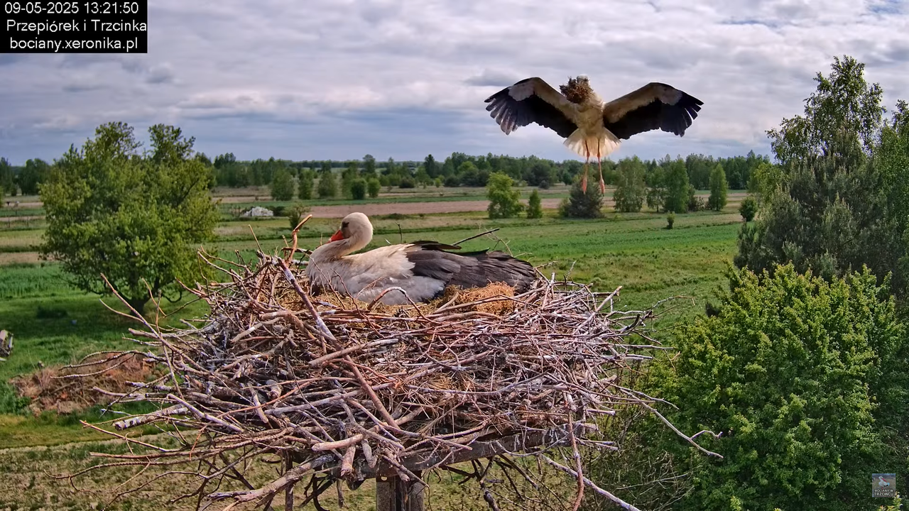 09052025bociany25