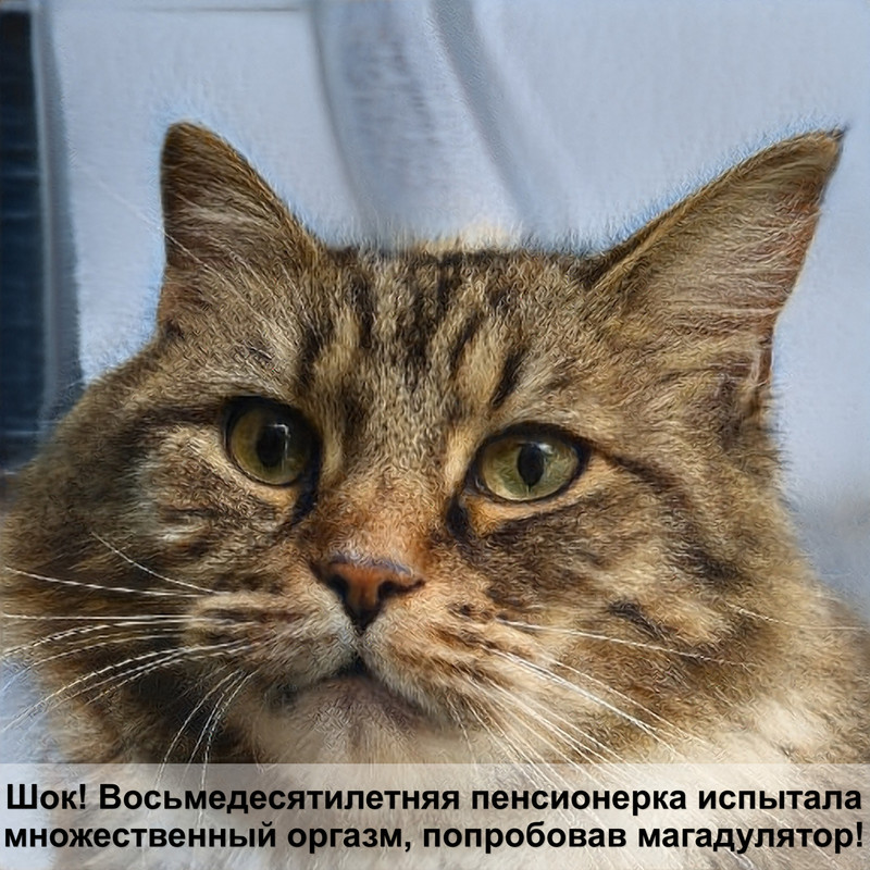 самые большие коты в мире