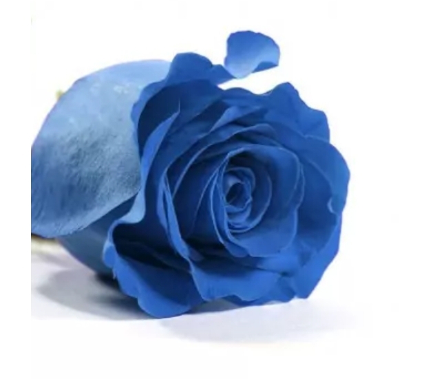 Rosa Eterna Grande Azul