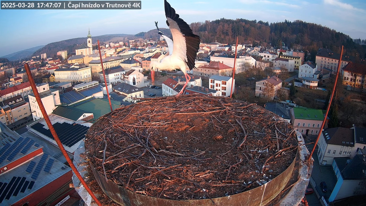 Tiešraidē no stārķa ligzdas uz alus darītavas skursteņa Trutnovā 15-9-57 screenshot (1)