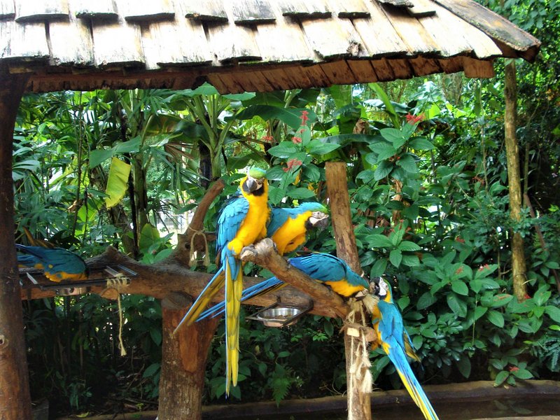 Parque de las Aves-25-2-2010 - Brasil y sus pueblos-2010 (63)