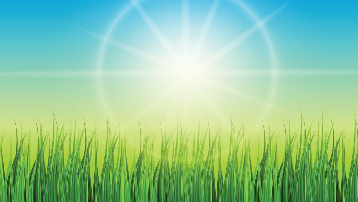 green background with sun and grass vector spring background