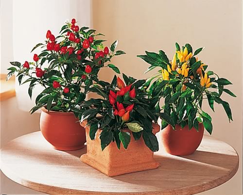 99816158cbb5460c5b87d43bf1d7e632