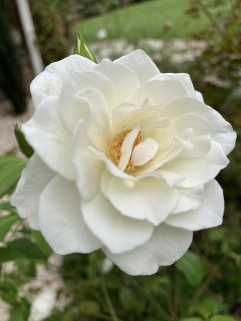 [Image: IMG-2826.jpg]