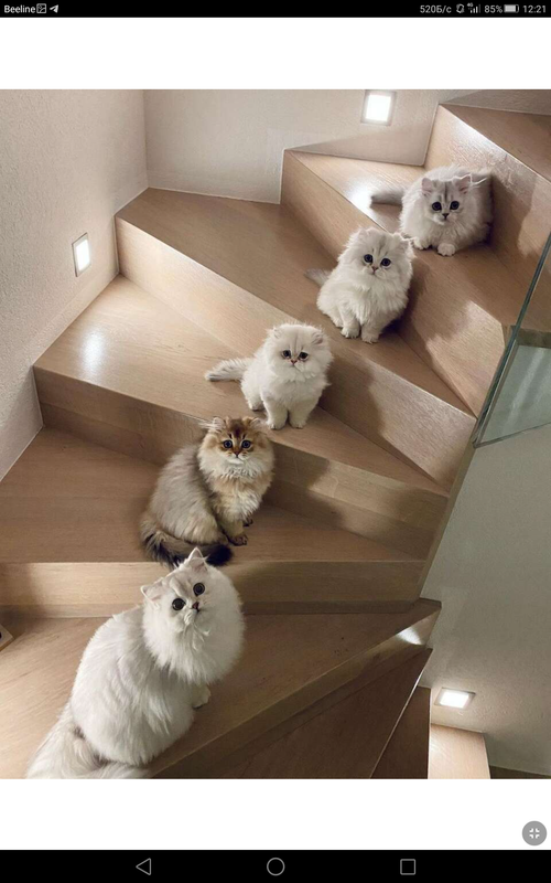 Screenshot_2023-02-06-12-21-20