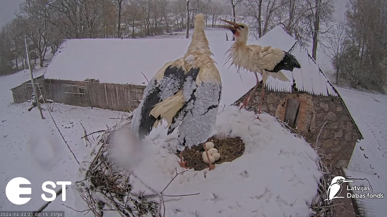 Baltie stārķi (Ciconia ciconia) Tukuma novadā - LDF tiešraide __ White storks in Tukums, Latvia 4-27