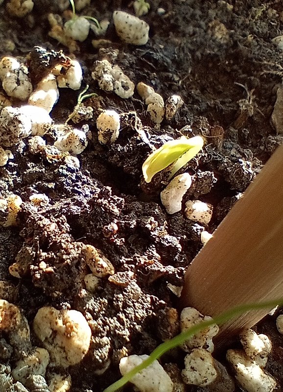 IMG_20250330_091244097_MFNR