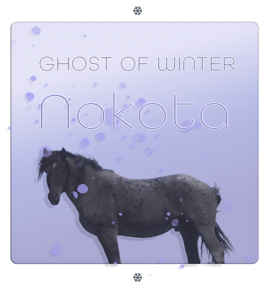 nokotky-kopie2.png