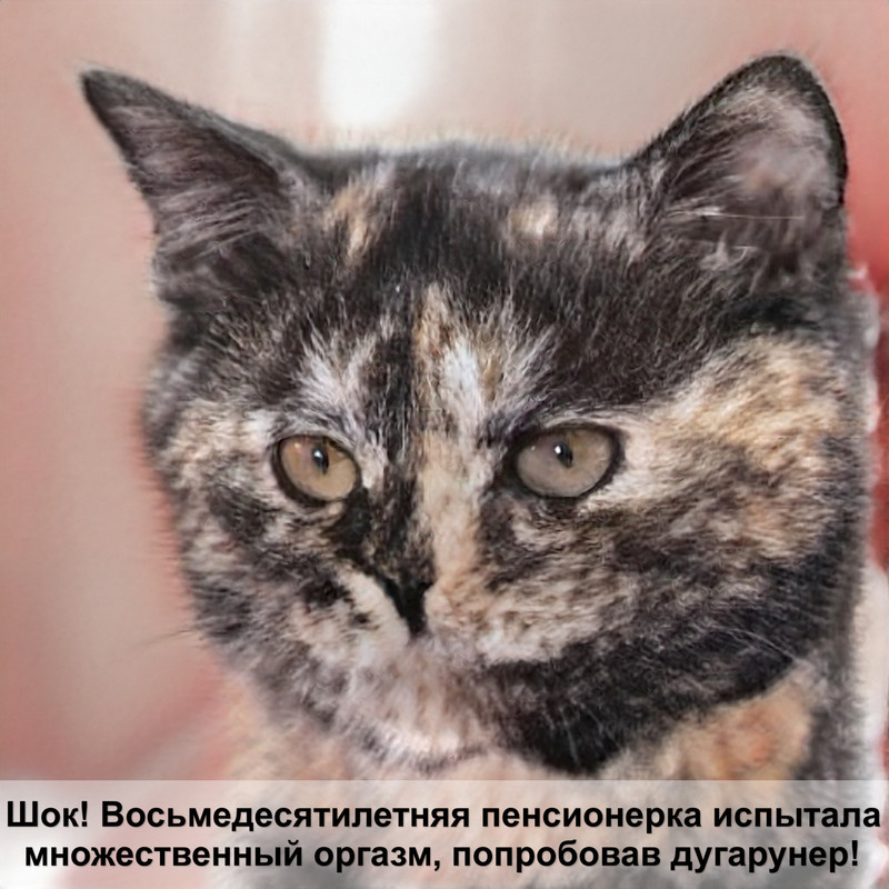 болячки у кошки на морде