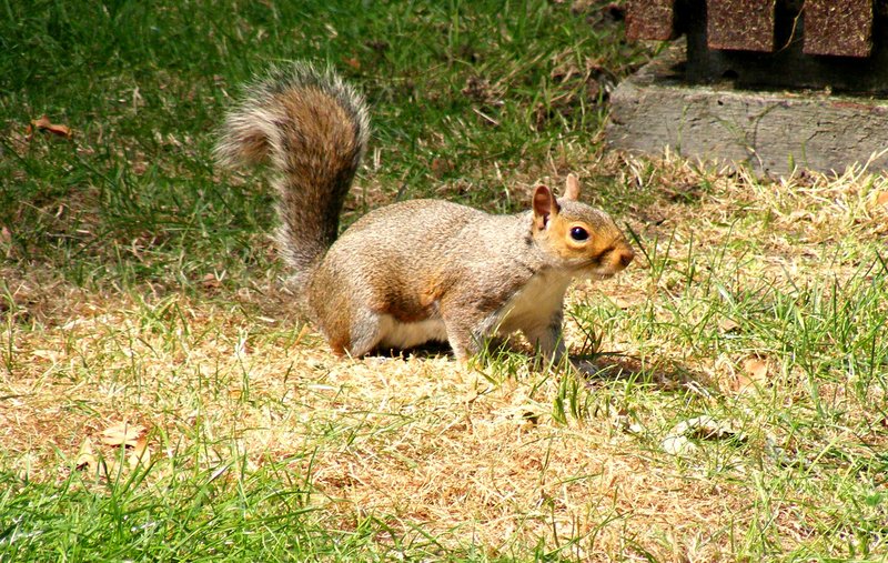 animals-red-squirrel-3-HD.jpg
