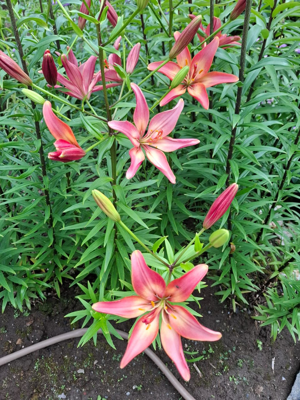 Изображение WhatsApp 2025-06-30 в 14.45.17_216fe80f