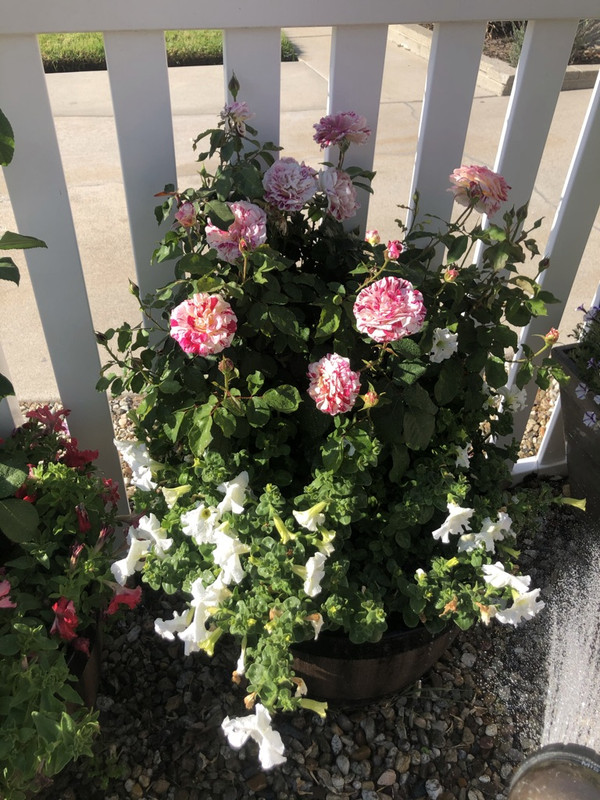 1C092167-FCF2-424A-8FFB-A75182D5A930_1_105_c