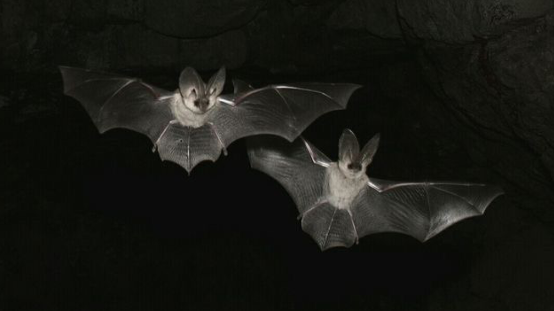 batz