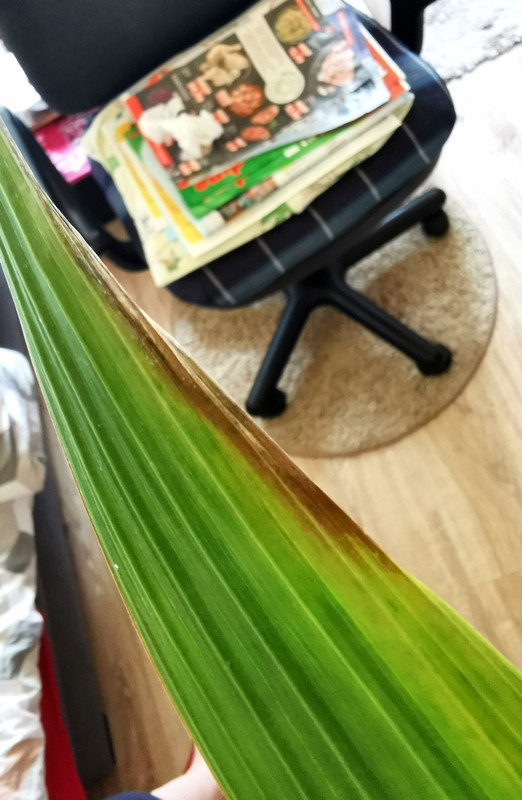 IMG_20220714_135439_edit_9975365907331