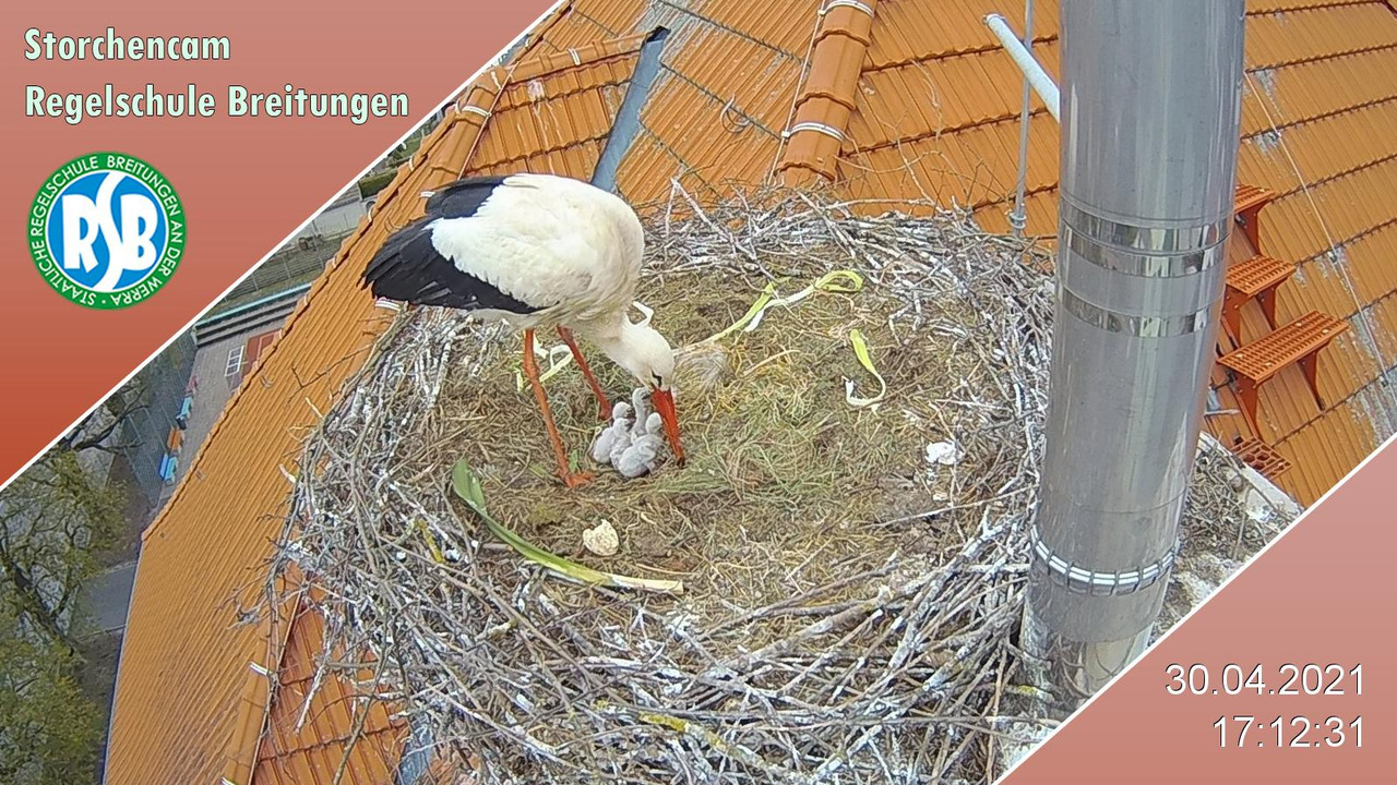 2021-04-30-1712-4Küken