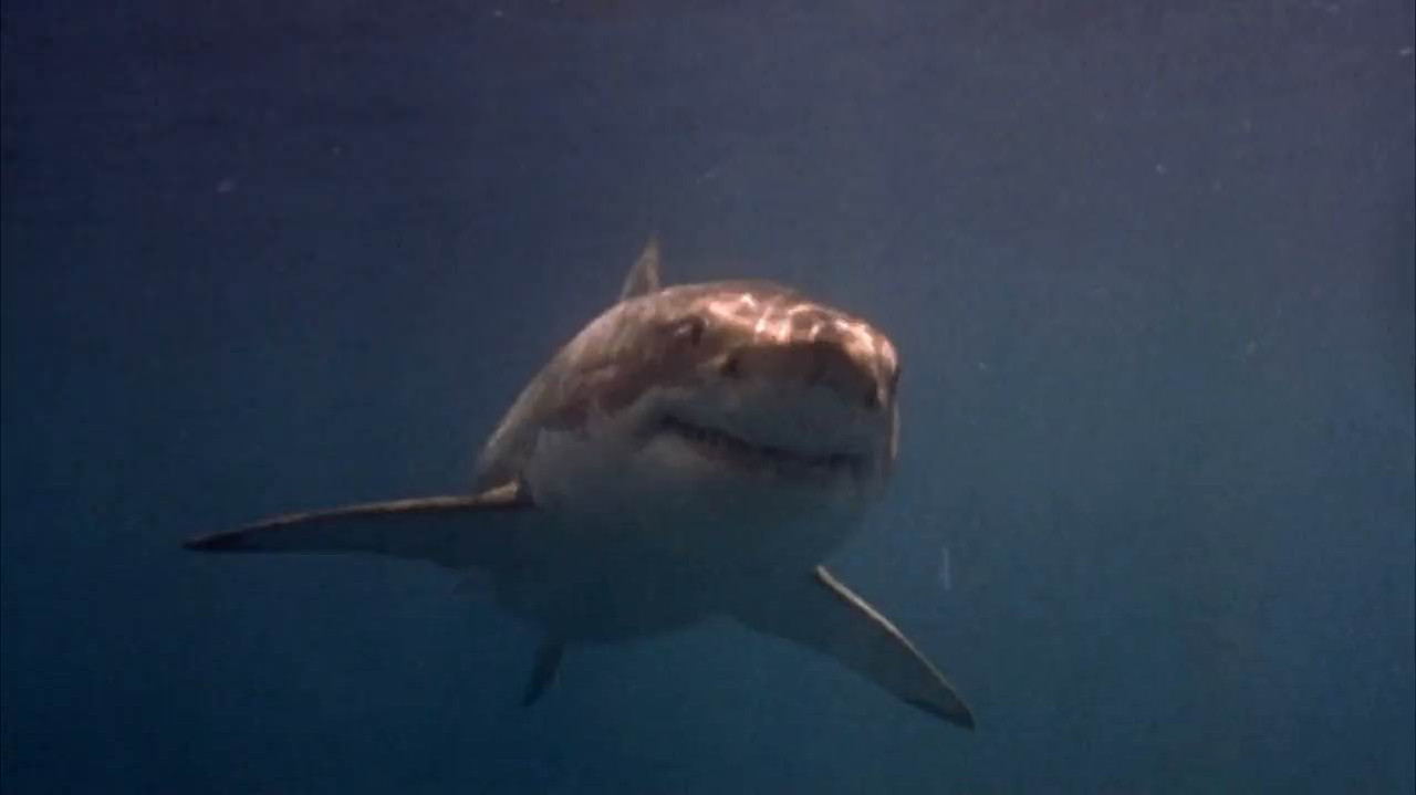 Shark Zone 2003 WebRip [Hindi + Tamil + Telugu + English] 480p, 720p Screenshot