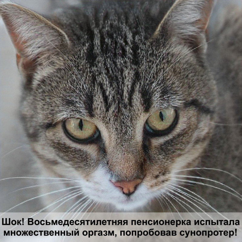 как кошки воспринимают людей