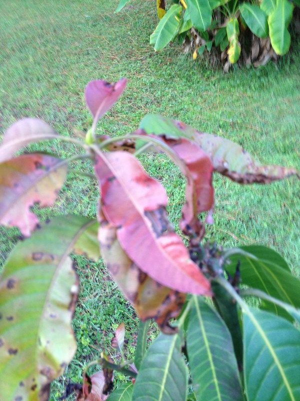 Mango3