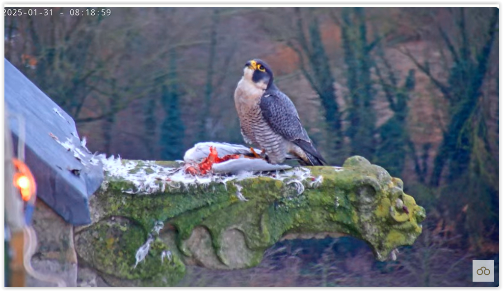 Screen Shot 01-31-25 at 08.57 AM 001