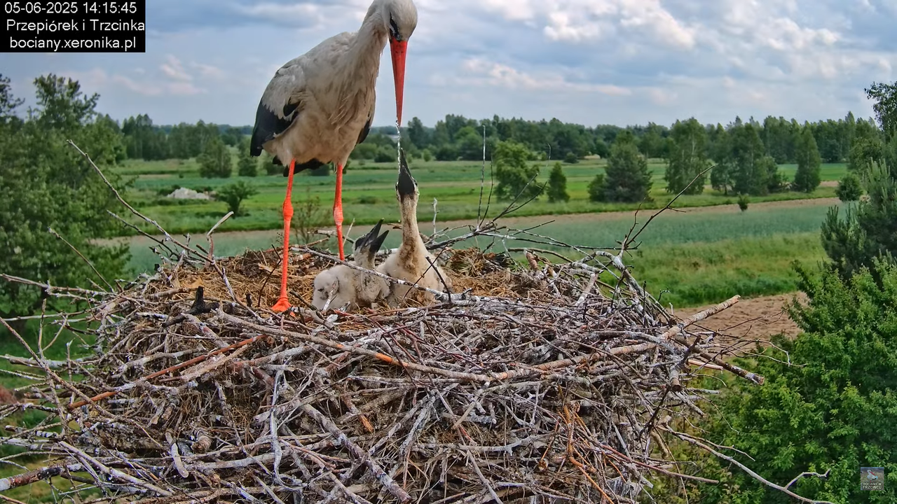 05062025bociany38