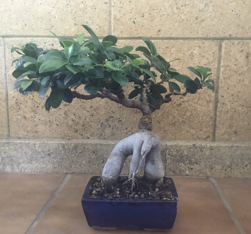  Dos Ficus bonsai  A91523-C9-B94-F-40-FB-A441-5-CB41-BC6488-C