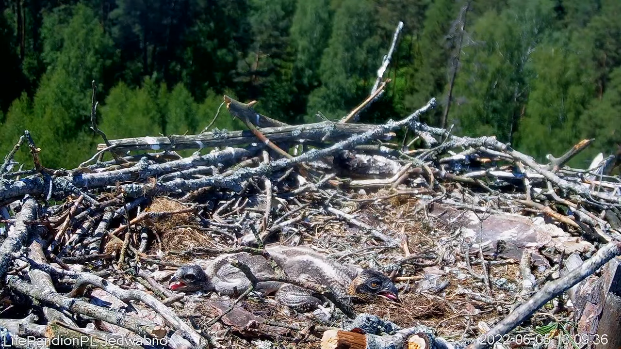 Rybołowy Online Puszcza Napiwodzko-Ramucka _ Ospreys Online in Napiwodzko-Ramucka Forest 12-56-41 sc