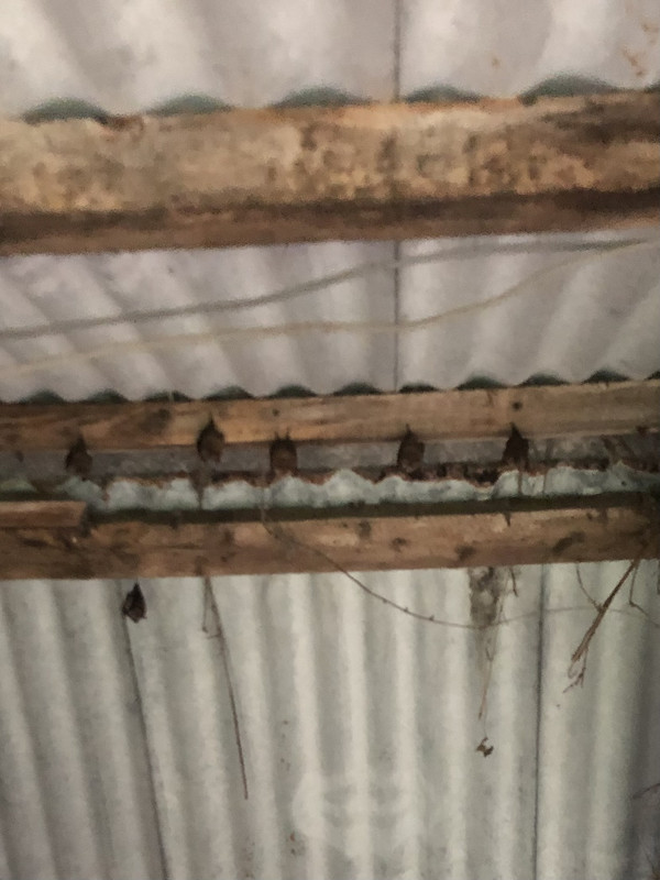 Bats