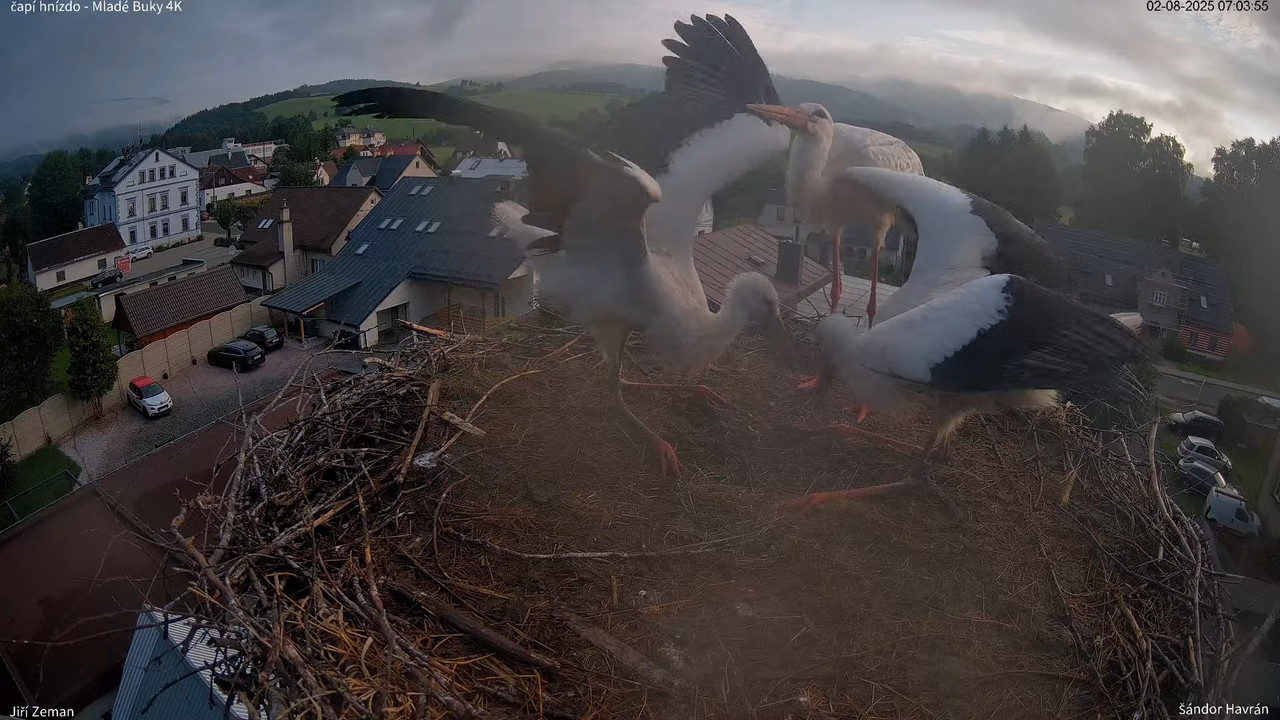 Tiešraides kamera — Mladé Buky — stārķa ligzda 4K 8-46-50 screenshot