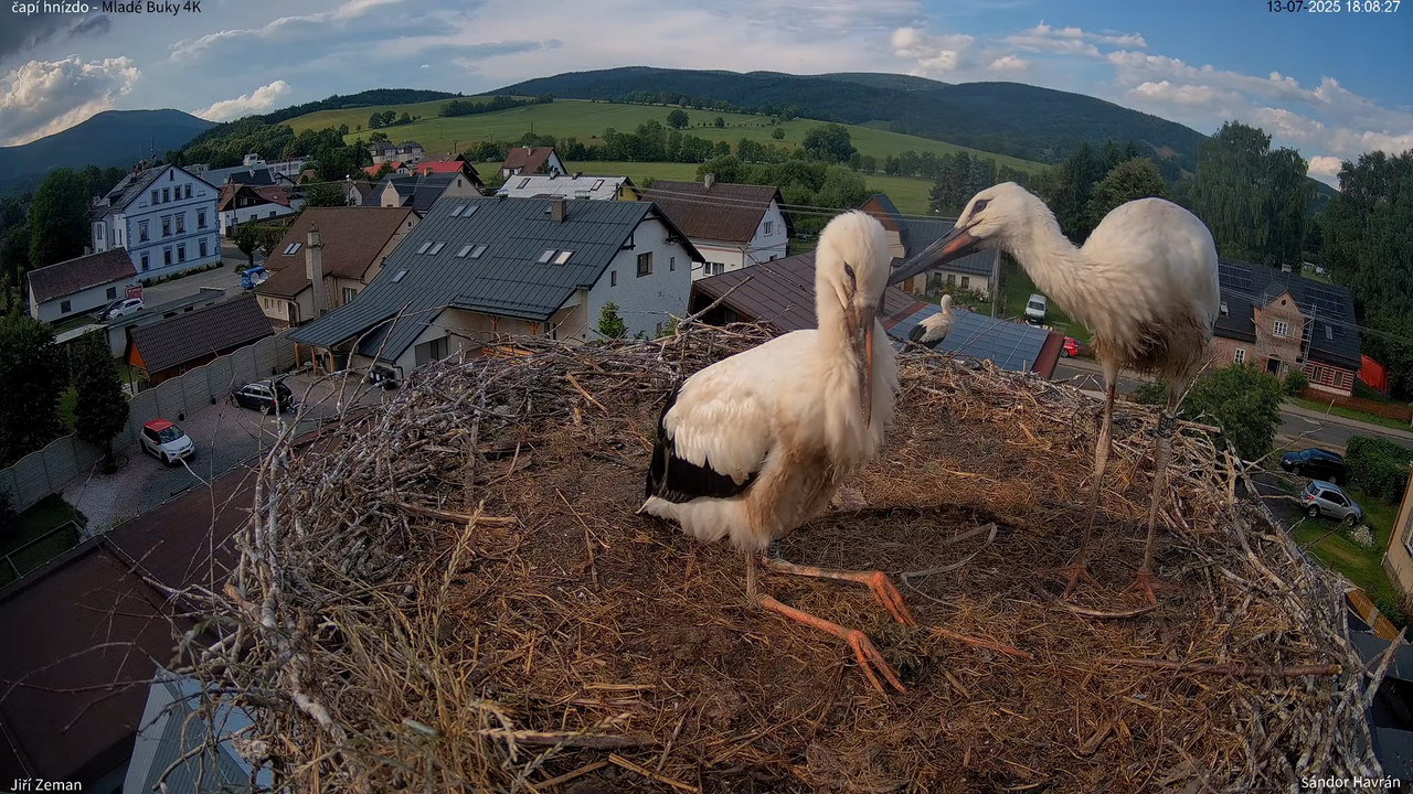 Tiešraides kamera — Mladé Buky — stārķa ligzda 4K 15-27-22 screenshot