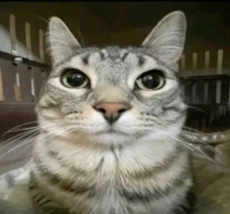 cat looking stupidly at camera