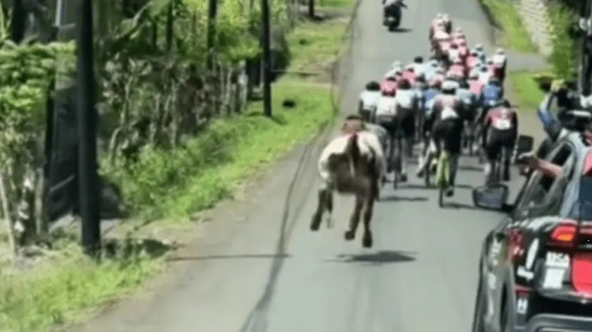Vaca deportista se hace viral por unirse a una competencia de ciclistas (VIDEO)