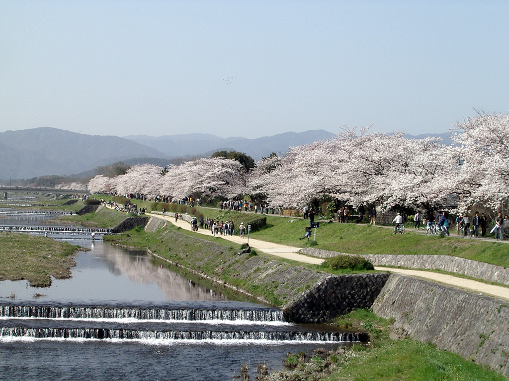 Kamogawa-sakura