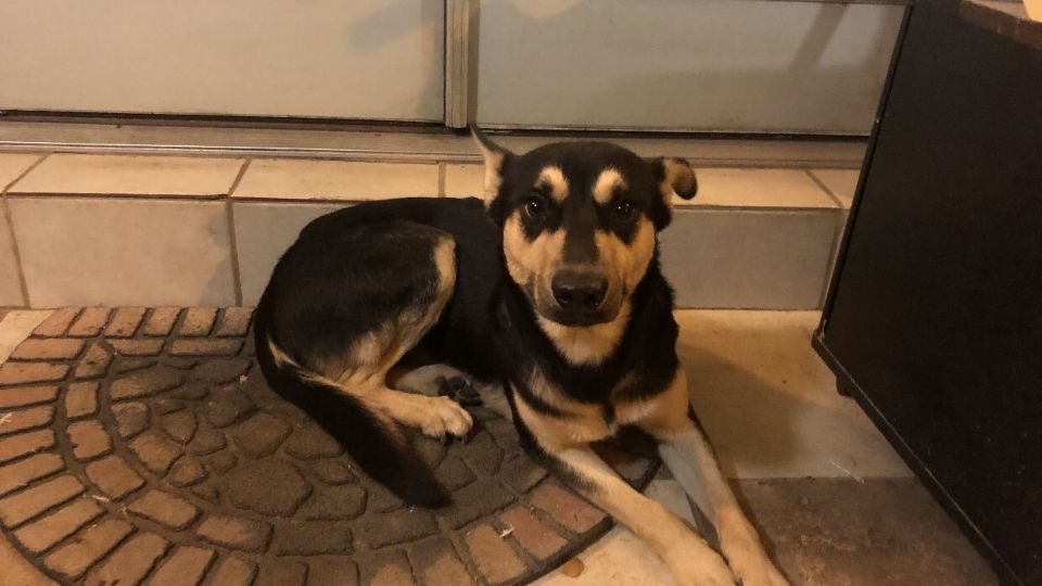 ¡Toma Nota!: Así puedes proteger a tus mascotas del ruido de la pirotecnia