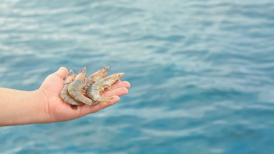 udang segar atau tidak (2)