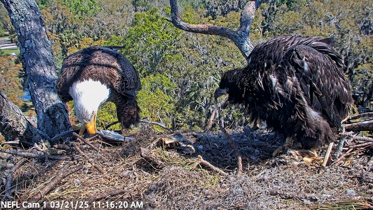 NEFL Cam 1 — tiešraidē Bald Eagle Cam 14-15-13 screenshot