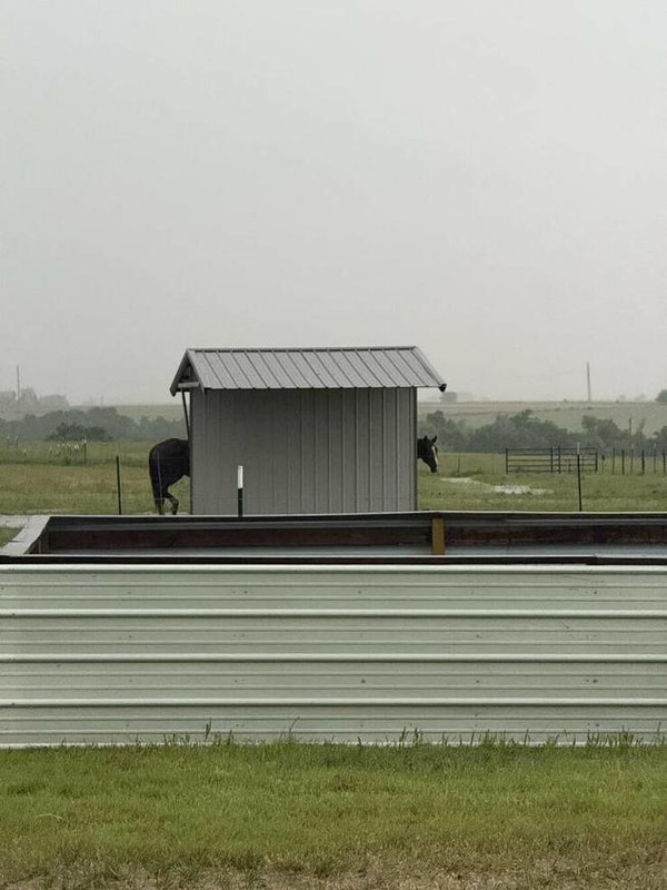 longhorse-0.jpg