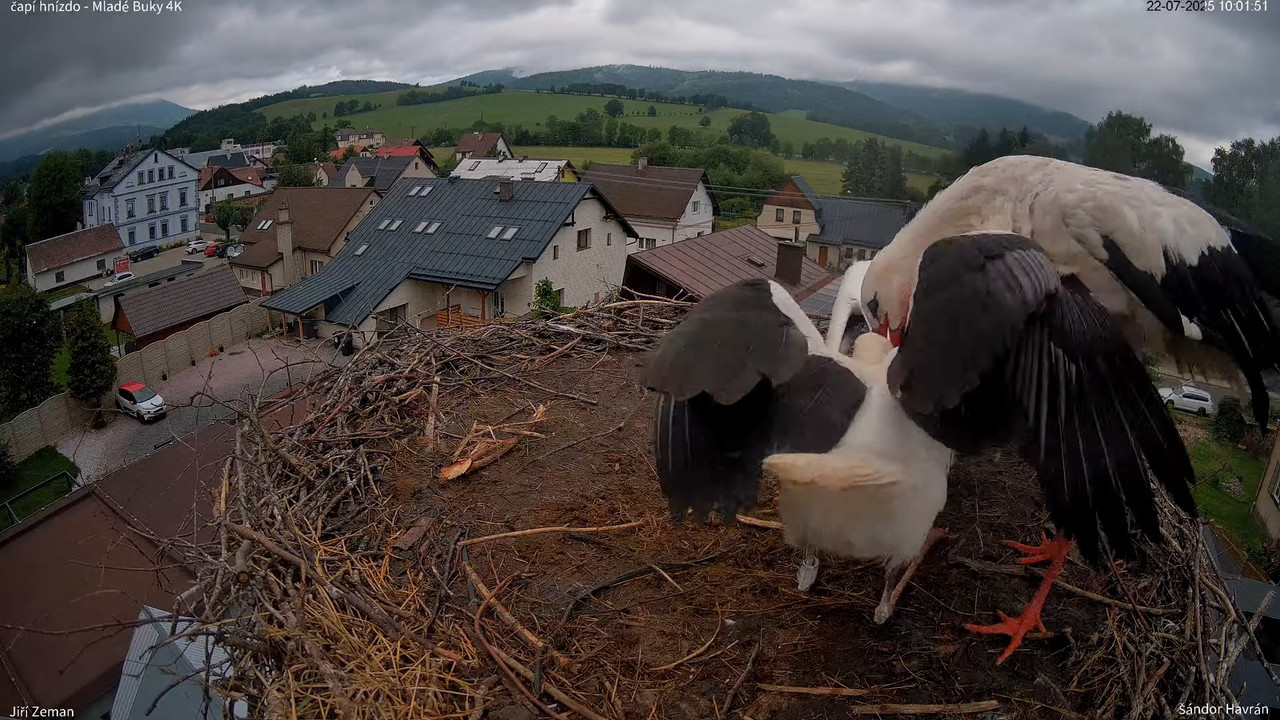 Tiešraides kamera — Mladé Buky — stārķa ligzda 4K 11-50-45 screenshot