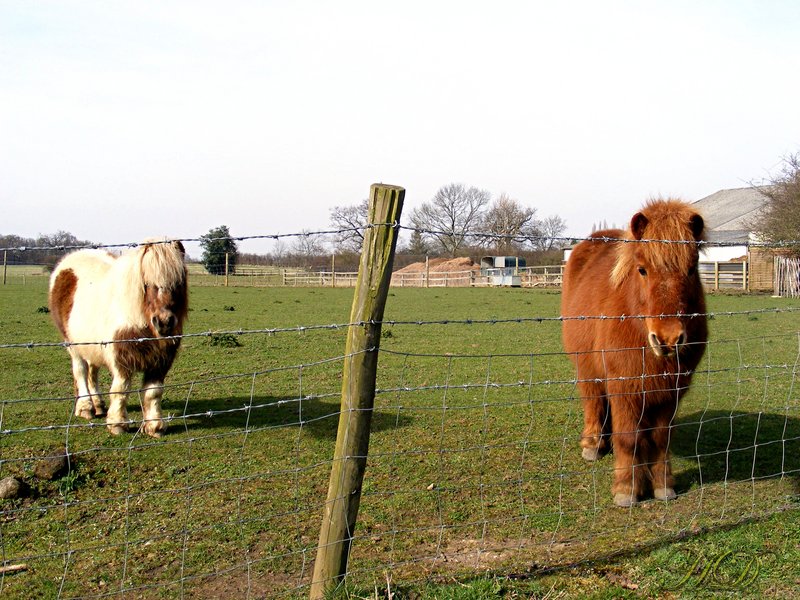 Animals-Shetland-ponies-HD.jpg
