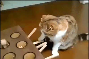 Funny-Cat-GIF-New-funny-and-ingenious-cat-toy-Catch-me-if-you-can.gif