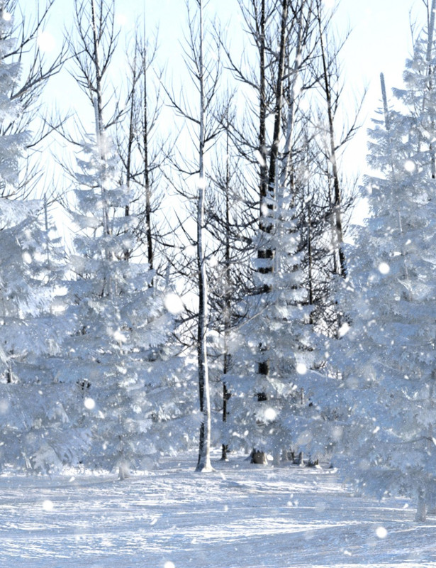 Winter Pine Forest Main