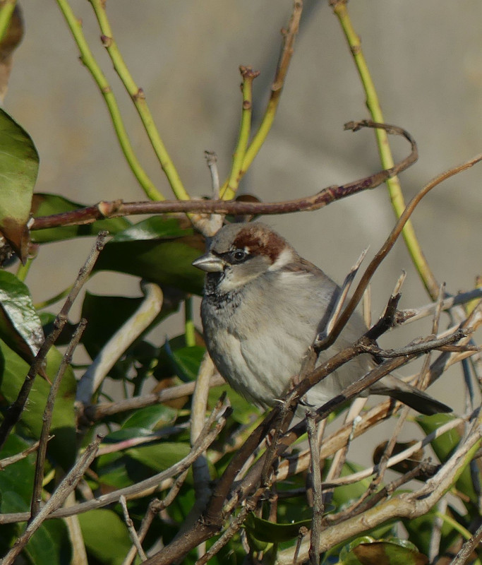 SPARROW 2