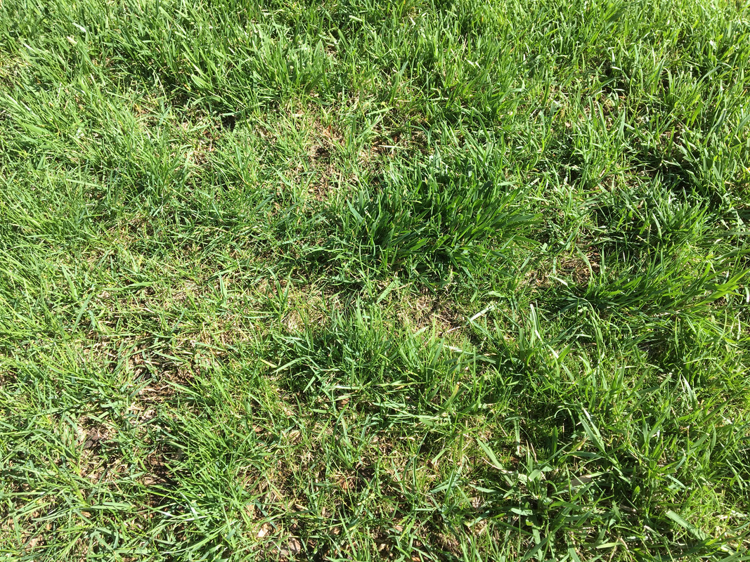 What's this wide blade grass in my bluegrass /fescue yard? And how do I ...