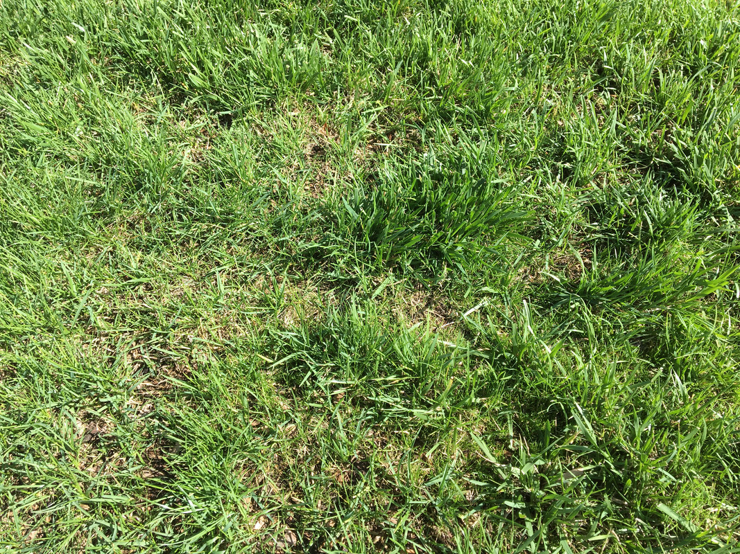 Whats This Wide Blade Grass In My Bluegrass Fescue Yard And How Do I Get Rid Of It Lawn 