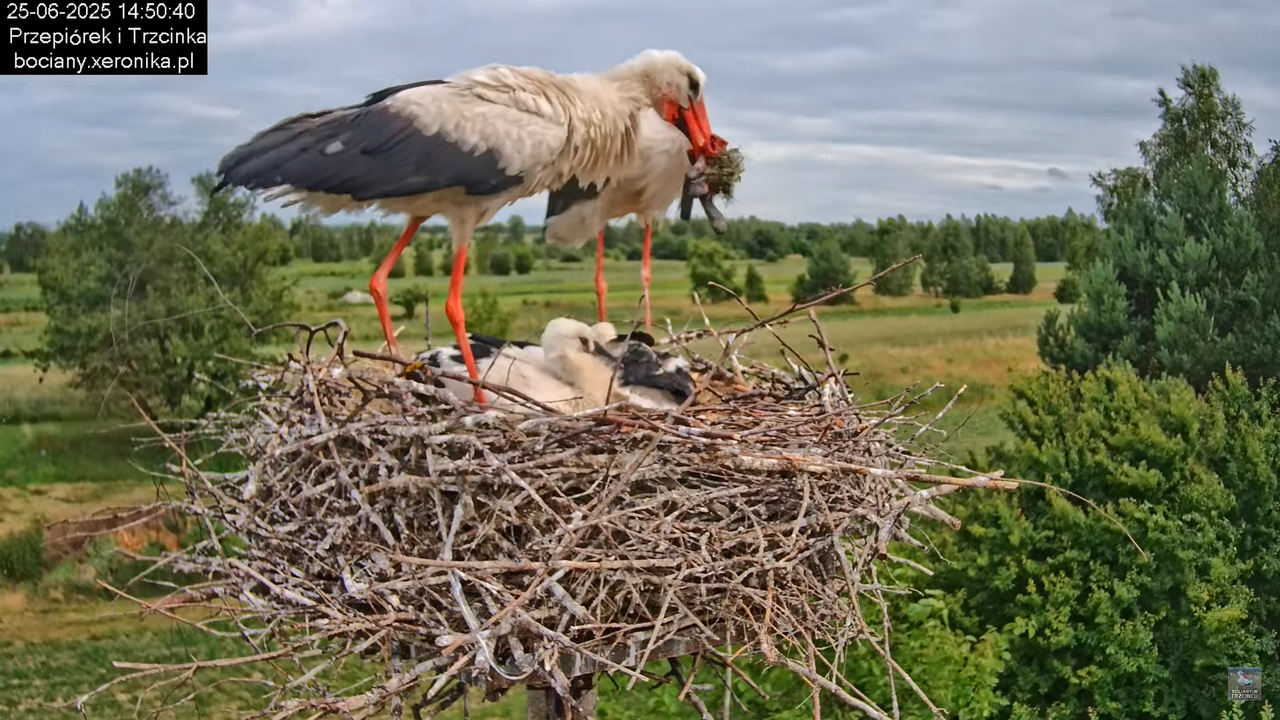 25062025bociany38