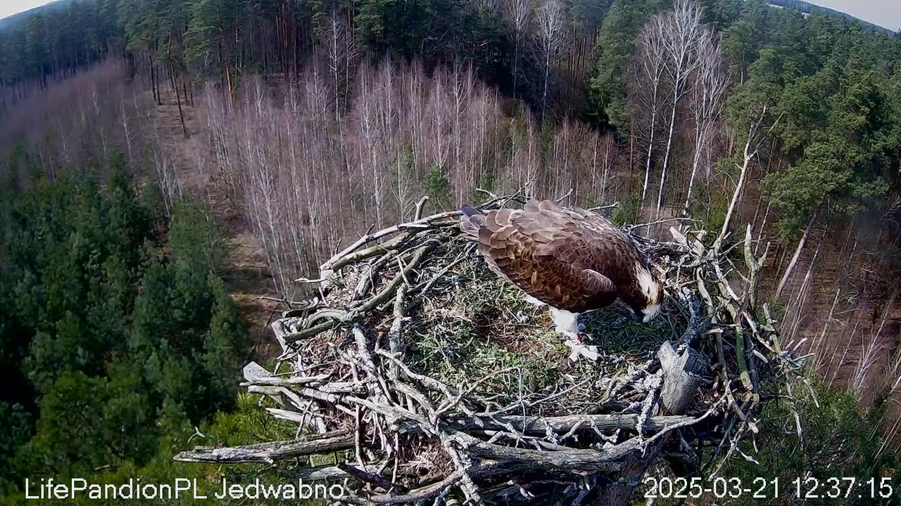 Rybołowy Online Puszcza Napiwodzko-Ramucka _ Ospreys Online in Napiwodzko-Ramucka Forest 14-37-22 sc