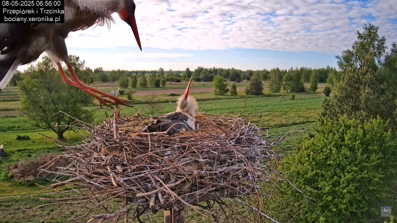 08052025bociany6