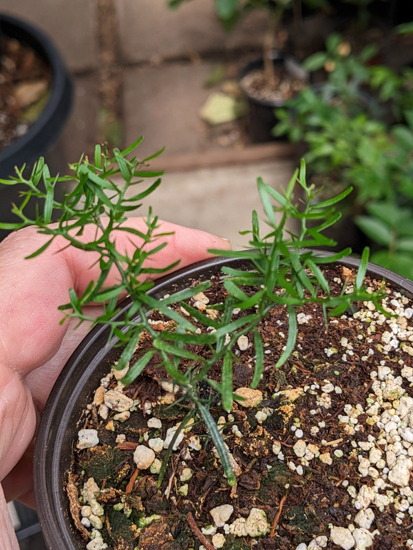 PXL_20230601_194206518