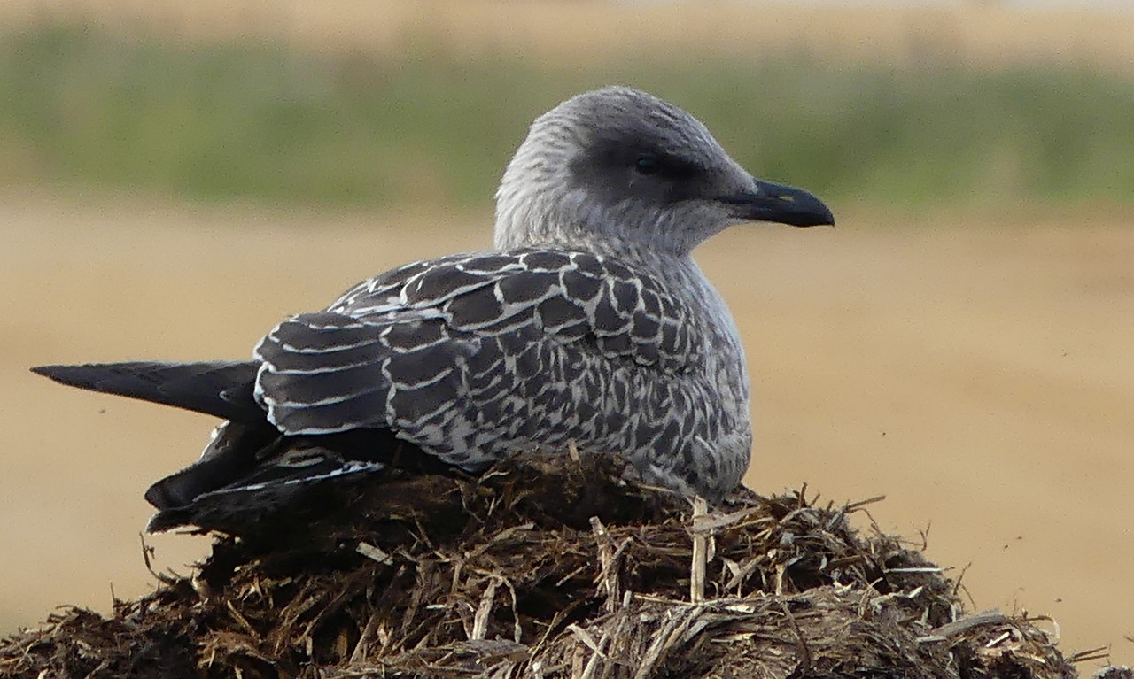 YOUNG HERRING GULL 7 260824