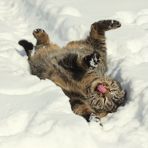 cat rolling in the snow with their tongue out.